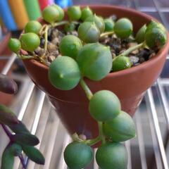 多肉鉢植えセット