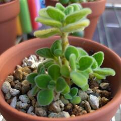 多肉鉢植えセットの画像