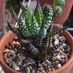 多肉鉢植えセットの画像