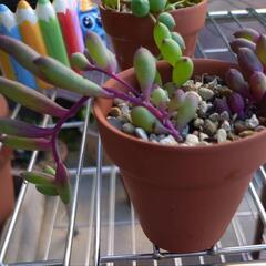 多肉鉢植えセットの画像