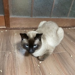 里親募集してますの画像