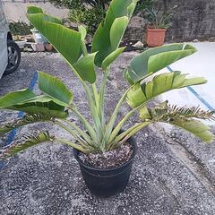 植物　タビビトノキ　鉢なし