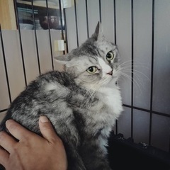 マンチカンのマールちゃん
