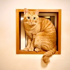 猫探しを手伝ってください - 多摩市