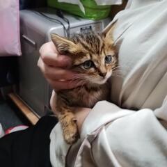 里親募集