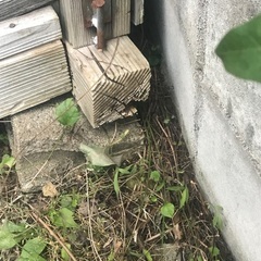 ゴミステーション　無料　の画像