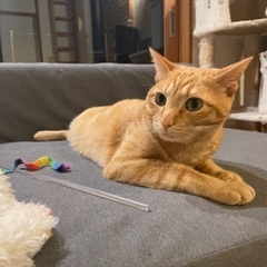 猫探しを手伝ってください