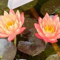 温帯睡蓮【ワンビサ】小株~中株　越冬、植替え済み　　(キメラ咲き...