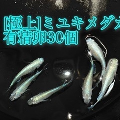 【近日受け渡し可 】[極上]ミユキメダカ有精卵30個＋α