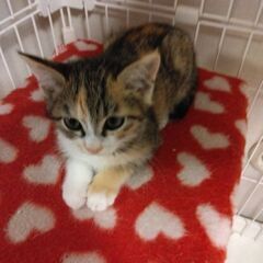 トライアル決定のため、一旦募集を停止します🐱生後1.5か月の三毛...