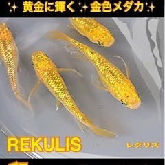 REKULIS💐黄金の輝き💐計３３個Round❼