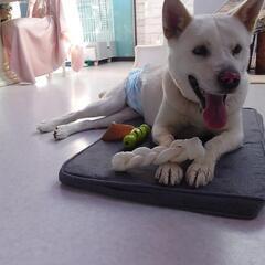 ミックス　去勢済オス　1歳半　18ｋｇ　人懐っこい可愛い犬です　...