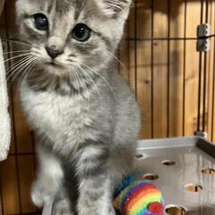 親猫からはぐれた子猫(女の子)