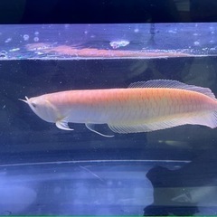 アルビノシルバーアロワナ　完品