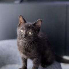 路上生活から転身希望の美猫です♪（生後2ケ月半）  - 猫