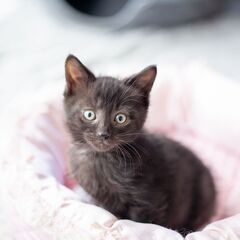 路上生活から転身希望の美猫です♪（生後2ケ月半）  − 愛知県