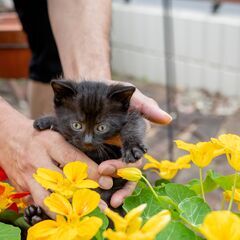路上生活から転身希望の美猫です♪（生後2ケ月半） 