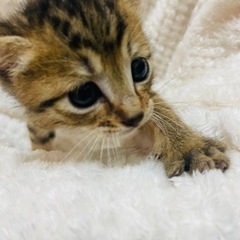 乳飲子キジトラ♀クワイ