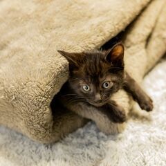路上生活から転身希望の美猫です♪（生後2ケ月半）  - 里親募集