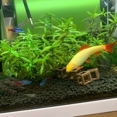 生活雑貨 家庭用品 ガーデニングの画像