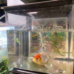 生活雑貨 家庭用品 ガーデニングの画像