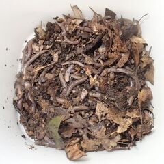 天然ドバミミズ 25匹 ウナギ釣りやペットエサ用(1)