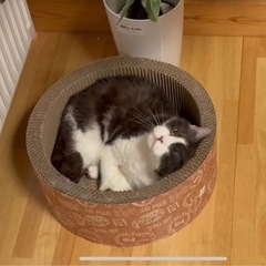 繁殖引退猫のマンチカン♀ 