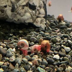 ラムズホーン 10～30匹まで 500円 - アクアリウム初心者...