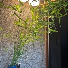★ 大岡山 ★ 七夕の笹・短い切り枝 ★  50cm〜1m・ 10円〜  ★ ホテイチク ★ の画像