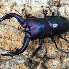 カブトムシ、クワガタ