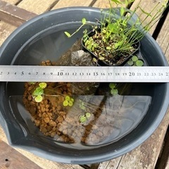 メダカと暮らしませんかの画像