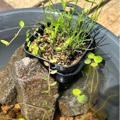 メダカと暮らしませんかの画像