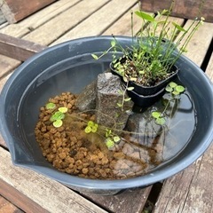 メダカと暮らしませんか