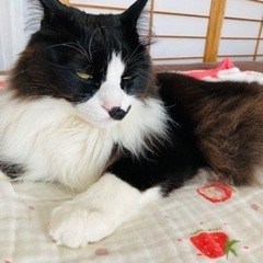 猫が行方不明