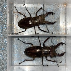 ミヤマクワガタ、成虫(WD釧路産) 