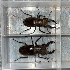 ミヤマクワガタ、成虫(WD釧路産) の画像