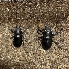 ミヤマクワガタ、成虫(WD釧路産) の画像