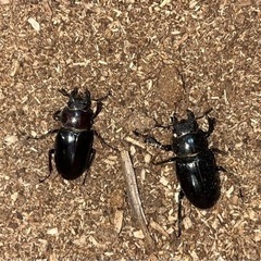 ミヤマクワガタ、成虫(WD釧路産) の画像