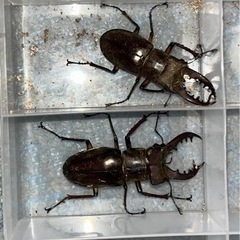 ミヤマクワガタ、成虫(WD釧路産) の画像