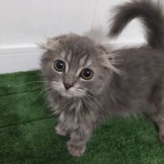 スコティッシュフォールド