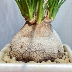 ガチむちっ！塊根植物！お世話も簡単。ぷっくりボディが個性的なひと鉢の画像