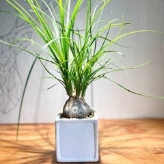 ガチむちっ！塊根植物！お世話も簡単。ぷっくりボディが個性的なひと鉢の画像