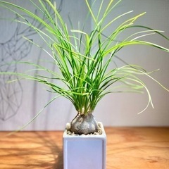 ガチむちっ！塊根植物！お世話も簡単。ぷっくりボディが個性的なひと鉢の画像