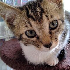 ☆里親決定☆【炭治郎／タンジロウ♂】2024年4月初旬生れ  - 標津郡