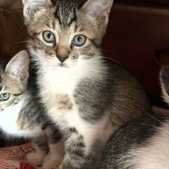 ☆里親決定☆【炭治郎／タンジロウ♂】2024年4月初旬生れ  - 猫