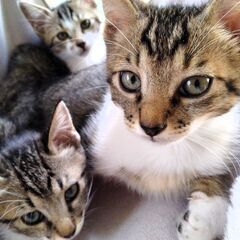 ☆里親決定☆【炭治郎／タンジロウ♂】2024年4月初旬生れ  − 北海道