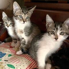 ☆里親決定☆【炭治郎／タンジロウ♂】2024年4月初旬生れ  - 里親募集