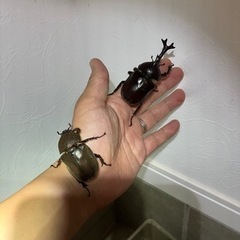 カブトムシ雄雌ペア