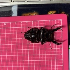アマミヒラタクワガタ