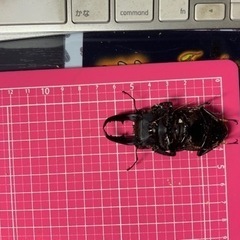 本土ヒラタクワガタ
